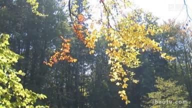 秋天的树叶落在树枝上